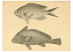 Seller image for Reproduccin/Reproduction 6353451521: The fishes of Panama Bay San Francisco,The Academy,1904 for sale by EL BOLETIN