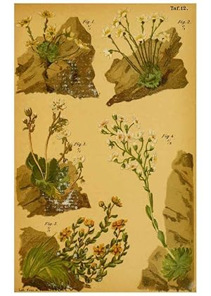 Imagen del vendedor de Reproduccin/Reproduction 6358102585: Taschenflora des Alpen-Wanderers Zrich :A. Raustein,[1899?] a la venta por EL BOLETIN