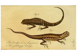 Imagen del vendedor de Reproduccin/Reproduction 6298771905: Herrn de la Cepedes Naturgeschichte der Amphibien. v.1. Weimar :Verlage des Industrie = Comptoirs,1800-1802 a la venta por EL BOLETIN