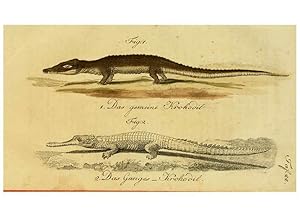 Imagen del vendedor de Reproduccin/Reproduction 6299303402: Herrn de la Cepedes Naturgeschichte der Amphibien. v.1. Weimar :Verlage des Industrie = Comptoirs,1800-1802 a la venta por EL BOLETIN