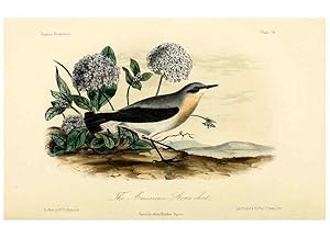 Bild des Verkufers fr Reproduccin/Reproduction 6306538770: Illustrations of the birds of California, Texas, Oregon, British and Russian America Philadelphia: :J.B. Lippincott & Co.,1862 zum Verkauf von EL BOLETIN