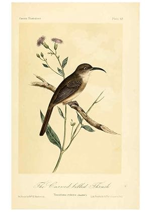 Bild des Verkufers fr Reproduccin/Reproduction 6306540778: Illustrations of the birds of California, Texas, Oregon, British and Russian America Philadelphia: :J.B. Lippincott & Co.,1862 zum Verkauf von EL BOLETIN