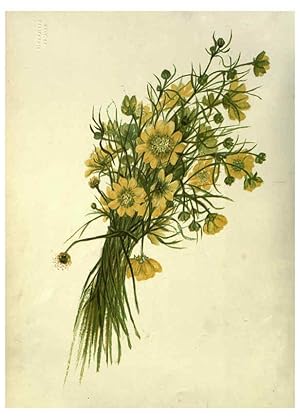 Seller image for Reproduccin/Reproduction 6309033036: Wild flowers of the Pacific coast New York :Cassell & company, limited,[c1887] for sale by EL BOLETIN