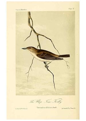 Bild des Verkufers fr Reproduccin/Reproduction 6306539566: Illustrations of the birds of California, Texas, Oregon, British and Russian America Philadelphia: :J.B. Lippincott & Co.,1862 zum Verkauf von EL BOLETIN