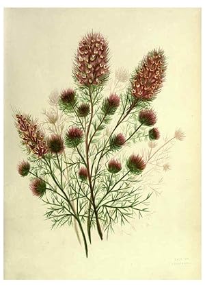 Immagine del venditore per Reproduccin/Reproduction 6308513283: Wild flowers of the Pacific coast New York :Cassell & company, limited,[c1887] venduto da EL BOLETIN