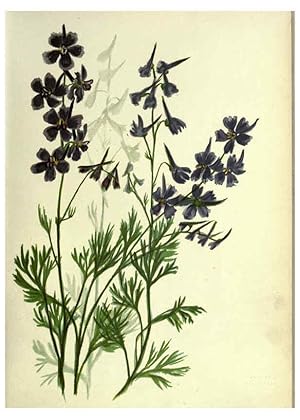 Seller image for Reproduccin/Reproduction 6308513679: Wild flowers of the Pacific coast New York :Cassell & company, limited,[c1887] for sale by EL BOLETIN