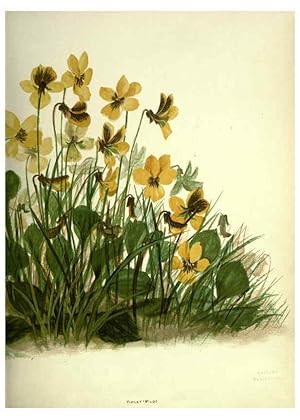 Seller image for Reproduccin/Reproduction 6308514093: Wild flowers of the Pacific coast New York :Cassell & company, limited,[c1887] for sale by EL BOLETIN