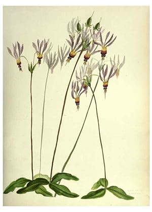 Seller image for Reproduccin/Reproduction 6309039066: Wild flowers of the Pacific coast New York :Cassell & company, limited,[c1887] for sale by EL BOLETIN