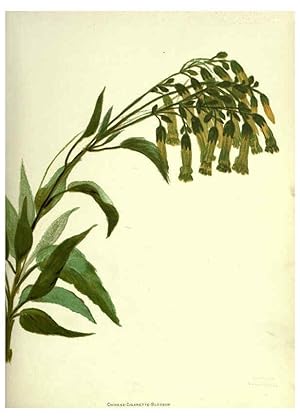 Seller image for Reproduccin/Reproduction 6308519183: Wild flowers of the Pacific coast New York :Cassell & company, limited,[c1887] for sale by EL BOLETIN