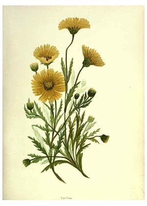 Seller image for Reproduccin/Reproduction 6309039558: Wild flowers of the Pacific coast New York :Cassell & company, limited,[c1887] for sale by EL BOLETIN