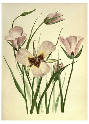 Bild des Verkufers fr Reproduccin/Reproduction 6308520423: Wild flowers of the Pacific coast New York :Cassell & company, limited,[c1887] zum Verkauf von EL BOLETIN