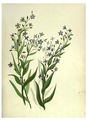 Seller image for Reproduccin/Reproduction 6309039814: Wild flowers of the Pacific coast New York :Cassell & company, limited,[c1887] for sale by EL BOLETIN