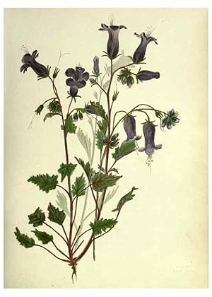 Seller image for Reproduccin/Reproduction 6308518705: Wild flowers of the Pacific coast New York :Cassell & company, limited,[c1887] for sale by EL BOLETIN