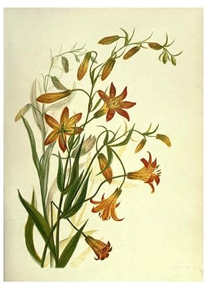 Immagine del venditore per Reproduccin/Reproduction 6308520133: Wild flowers of the Pacific coast New York :Cassell & company, limited,[c1887] venduto da EL BOLETIN