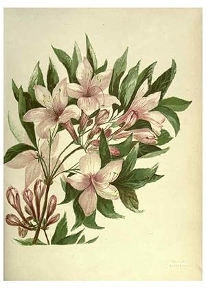 Seller image for Reproduccin/Reproduction 6308519969: Wild flowers of the Pacific coast New York :Cassell & company, limited,[c1887] for sale by EL BOLETIN