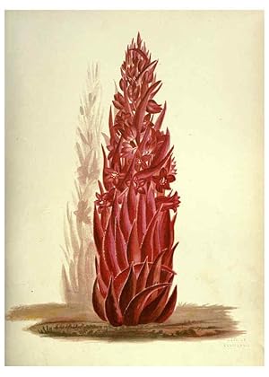 Seller image for Reproduccin/Reproduction 6309039698: Wild flowers of the Pacific coast New York :Cassell & company, limited,[c1887] for sale by EL BOLETIN