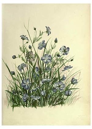 Seller image for Reproduccin/Reproduction 6309033576: Wild flowers of the Pacific coast New York :Cassell & company, limited,[c1887] for sale by EL BOLETIN