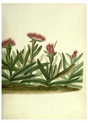 Seller image for Reproduccin/Reproduction 6308513841: Wild flowers of the Pacific coast New York :Cassell & company, limited,[c1887] for sale by EL BOLETIN