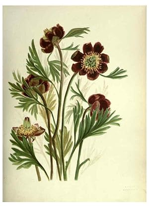 Immagine del venditore per Reproduccin/Reproduction 6309039194: Wild flowers of the Pacific coast New York :Cassell & company, limited,[c1887] venduto da EL BOLETIN