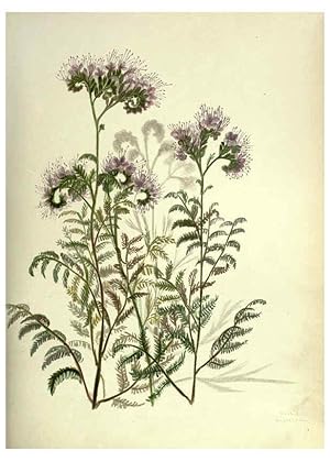 Immagine del venditore per Reproduccin/Reproduction 6309039424: Wild flowers of the Pacific coast New York :Cassell & company, limited,[c1887] venduto da EL BOLETIN