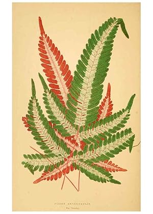 Imagen del vendedor de Reproduccin/Reproduction 6305588889: Les plantes a feuillage color. v.1. Paris :Rothschild,1867-1870 a la venta por EL BOLETIN