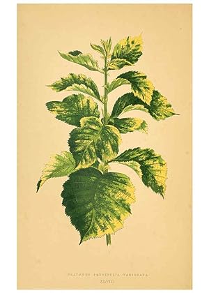 Imagen del vendedor de Reproduccin/Reproduction 6306111700: Les plantes a feuillage color. v.1. Paris :Rothschild,1867-1870 a la venta por EL BOLETIN