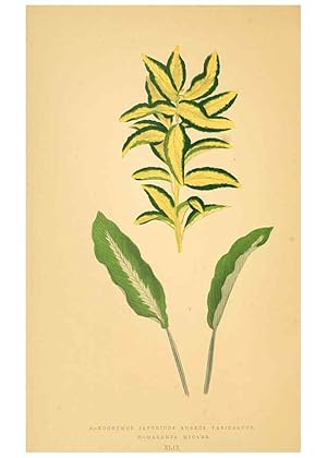 Imagen del vendedor de Reproduccin/Reproduction 6305589289: Les plantes a feuillage color. v.1. Paris :Rothschild,1867-1870 a la venta por EL BOLETIN