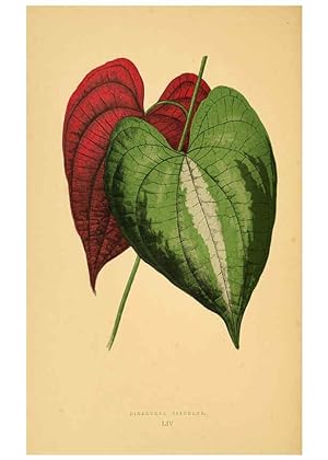 Imagen del vendedor de Reproduccin/Reproduction 6306112736: Les plantes a feuillage color. v.1. Paris :Rothschild,1867-1870 a la venta por EL BOLETIN