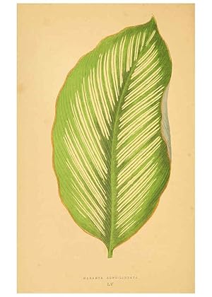 Imagen del vendedor de Reproduccin/Reproduction 6305590435: Les plantes a feuillage color. v.1. Paris :Rothschild,1867-1870 a la venta por EL BOLETIN