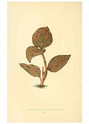 Imagen del vendedor de Reproduccin/Reproduction 6306106774: Les plantes a feuillage color. v.1. Paris :Rothschild,1867-1870 a la venta por EL BOLETIN