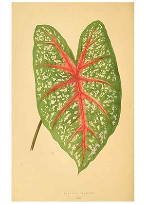 Imagen del vendedor de Reproduccin/Reproduction 6305583257: Les plantes a feuillage color. v.1. Paris :Rothschild,1867-1870 a la venta por EL BOLETIN