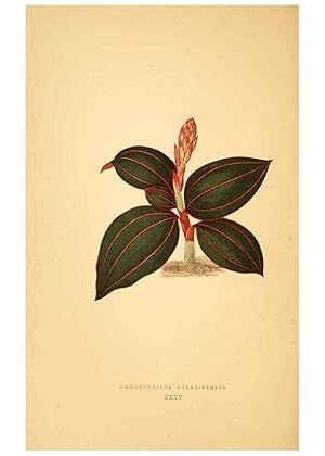 Imagen del vendedor de Reproduccin/Reproduction 6305586225: Les plantes a feuillage color. v.1. Paris :Rothschild,1867-1870 a la venta por EL BOLETIN