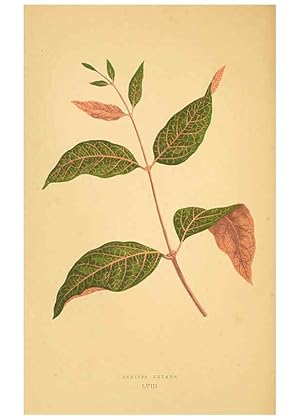 Imagen del vendedor de Reproduccin/Reproduction 6305590973: Les plantes a feuillage color. v.1. Paris :Rothschild,1867-1870 a la venta por EL BOLETIN