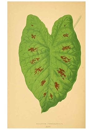 Imagen del vendedor de Reproduccin/Reproduction 6305588597: Les plantes a feuillage color. v.1. Paris :Rothschild,1867-1870 a la venta por EL BOLETIN