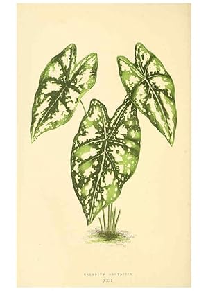 Imagen del vendedor de Reproduccin/Reproduction 6305583793: Les plantes a feuillage color. v.1. Paris :Rothschild,1867-1870 a la venta por EL BOLETIN