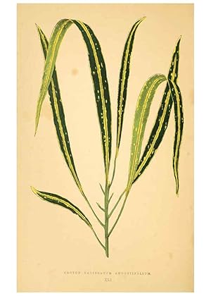 Imagen del vendedor de Reproduccin/Reproduction 6305587357: Les plantes a feuillage color. v.1. Paris :Rothschild,1867-1870 a la venta por EL BOLETIN