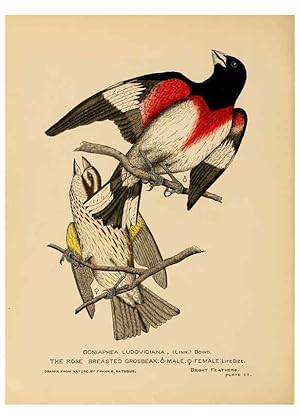 Imagen del vendedor de Reproduccin/Reproduction 6305613015: Bright feathers Auburn, N.Y. :The author,1880-82 a la venta por EL BOLETIN