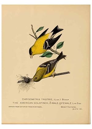 Seller image for Reproduccin/Reproduction 6305613209: Bright feathers Auburn, N.Y. :The author,1880-82 for sale by EL BOLETIN