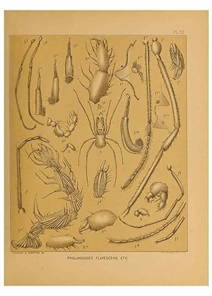 Immagine del venditore per Reproduccin/Reproduction 6124827896: The cave fauna of North America Washington,National Academy of Sciences,1888 venduto da EL BOLETIN
