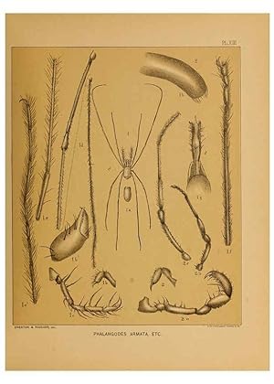Imagen del vendedor de Reproduccin/Reproduction 6124828112: The cave fauna of North America Washington,National Academy of Sciences,1888 a la venta por EL BOLETIN