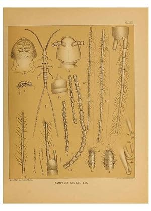 Immagine del venditore per Reproduccin/Reproduction 6124829160: The cave fauna of North America Washington,National Academy of Sciences,1888 venduto da EL BOLETIN