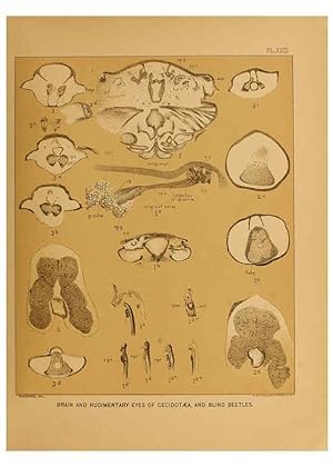 Immagine del venditore per Reproduccin/Reproduction 6124830566: The cave fauna of North America Washington,National Academy of Sciences,1888 venduto da EL BOLETIN