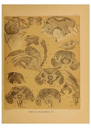 Imagen del vendedor de Reproduccin/Reproduction 6124290205: The cave fauna of North America Washington,National Academy of Sciences,1888 a la venta por EL BOLETIN