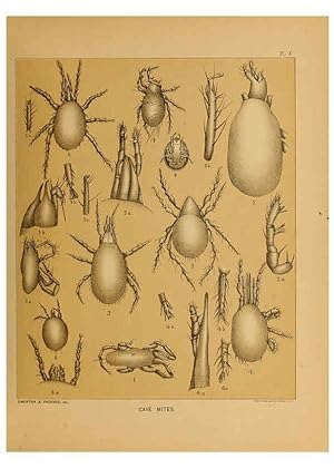 Immagine del venditore per Reproduccin/Reproduction 6124827356: The cave fauna of North America Washington,National Academy of Sciences,1888 venduto da EL BOLETIN