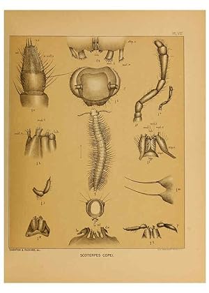 Imagen del vendedor de Reproduccin/Reproduction 6124286239: The cave fauna of North America Washington,National Academy of Sciences,1888 a la venta por EL BOLETIN