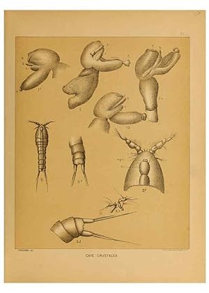 Imagen del vendedor de Reproduccin/Reproduction 6124162887: The cave fauna of North America Washington,National Academy of Sciences,1888 a la venta por EL BOLETIN