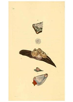 Seller image for Reproduccin/Reproduction 6126634125: The natural history of British shells. v.1-3. London :Printed for the Author, and for F.C. and J. Rivington, by Bye and Law,1800-1804 for sale by EL BOLETIN