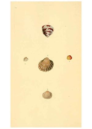Seller image for Reproduccin/Reproduction 6126634583: The natural history of British shells. v.1-3. London :Printed for the Author, and for F.C. and J. Rivington, by Bye and Law,1800-1804 for sale by EL BOLETIN