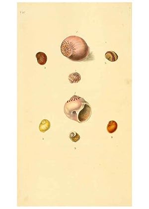 Seller image for Reproduccin/Reproduction 6126631055: The natural history of British shells. v.1-3. London :Printed for the Author, and for F.C. and J. Rivington, by Bye and Law,1800-1804 for sale by EL BOLETIN