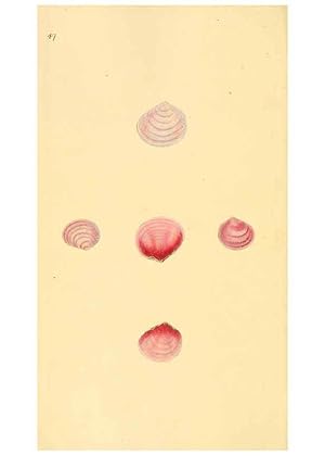 Seller image for Reproduccin/Reproduction 6126638321: The natural history of British shells. v.1-3. London :Printed for the Author, and for F.C. and J. Rivington, by Bye and Law,1800-1804 for sale by EL BOLETIN